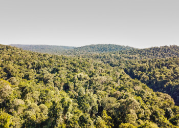 Hoy queda sólo el 17% del bosque Atlántico original, advirtió FVSA