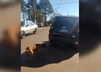 Maltrato animal: rescatan a un perro que era arrastrado desde un auto
