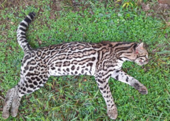 Atropellaron a un ocelote en la ruta 12