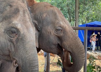 Pocha y Guillermina llegaron a su nuevo hogar en Brasil