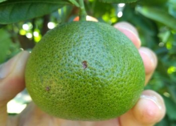 Alerta por la presencia del hongo alternaria en plantas de mandarinas
