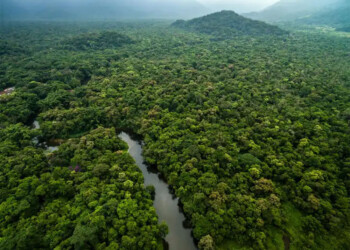 Arqueólogos descubren un complejo urbanístico en medio de la Selva Amazónica