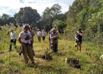 Jornada de reposición de árboles perdidos en los incendios del verano