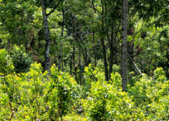 Acuerdo para continuar sumando árboles a los yerbales productivos