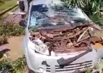 Auto fue aplastado por árbol que cayó en plena ruta 12