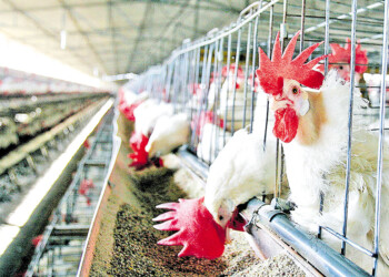 La industria avícola, entre las más sustentables del mercado