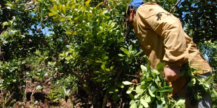 PRECIOS. El INYM definirá los valores de la materia prima de la zafra que va desde abril hasta el último día de octubre.
(Imagen ilustrativa)