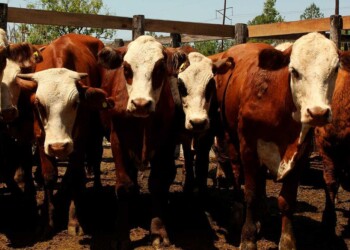 El stock ganadero de Misiones se encuentra en un punto de amesetamiento
