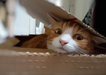 ¿Por qué a los gatos les gustan tanto las cajas?