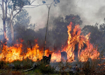 Incendios: “Falta legislar para que haya más intervención estatal en delitos ambientales”