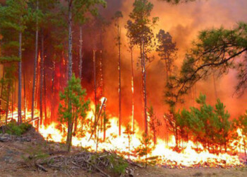 Informe privado ubicó a Ituzaingó como la zona más afectada por incendios forestales