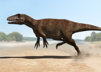 Descubren en Argentina al mayor de los dinosaurios megarraptores