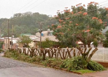 Cuestionan la “masacre” de árboles en Aristóbulo del Valle