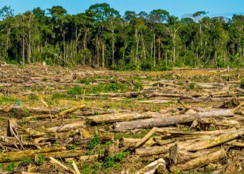 Piden la revisión de leyes para la protección de los montes nativos