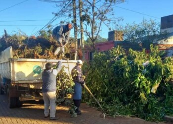 Continúan los operativos de poda en los barrios de Posadas