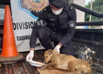 Policías rescataron a una perra que estaba en una alcantarilla
