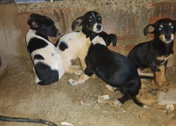 El Refugio lanzó un bono colaboración