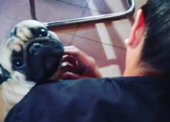 Cuatro detenidos por robarse hasta el perro