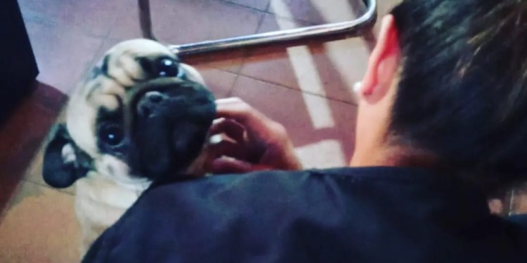 A SALVO. El animal regresó con su familia gracias a la labor policial.