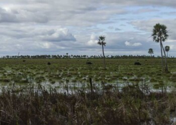 La flora y fauna renacen en los Esteros del Iberá