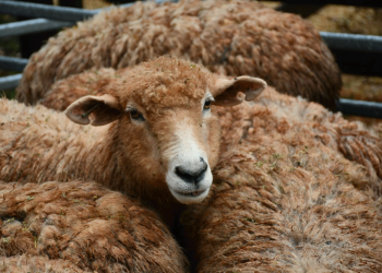 Se realizó el primer remate del año