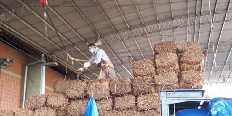 TABACO. En Misiones hay unos 13 mil productores y generan una redistribución de recursos muy importante.