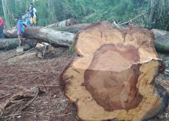 La Provincia decretó el cese de acciones de una empresa forestal en territorio mbya