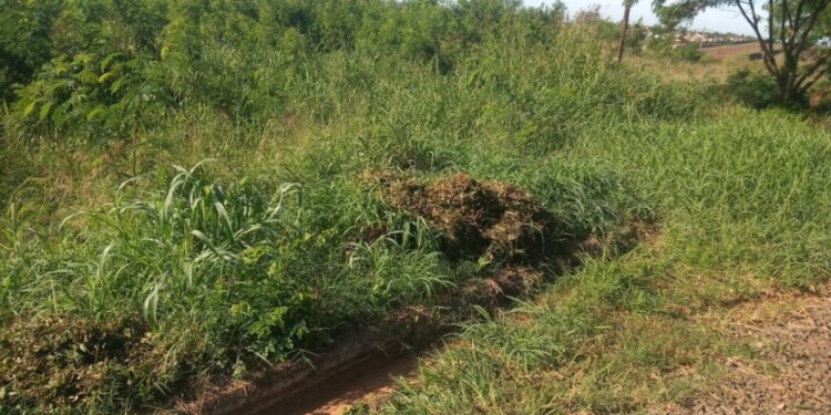 MÁS CLARO. La imagen alcanza a mostrar sólo una parte de predio que hace más de dos años no se limpia./ Gentileza P-M-R