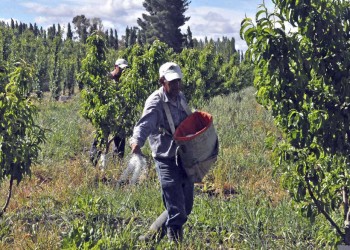 “Donde se cumple el precio normalmente no falta mano de obra”