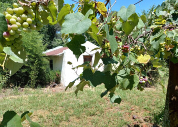 Recrean la experiencia de un viñedo de la colonia jesuítica