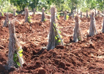 El INYM advirtió la plena vigencia de la 170