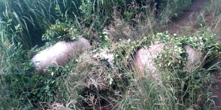 PÉRDIDA. Los delincuentes esconden -muchas veces- los raídos de hoja verde en los pastizales.