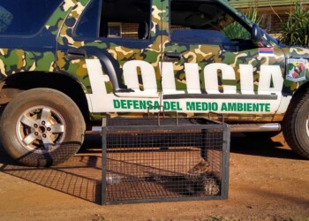 Rescatan a un zorro herido y lo alojan en el Parque Ecológico “El Puma”