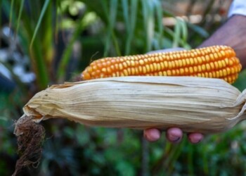 Desarrollaron una variedad de maíz adaptada a Misiones