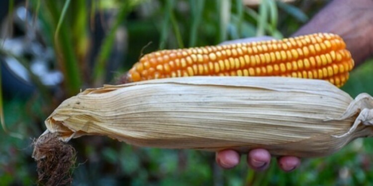 BENEFICIOS. El rendimiento estimado de esta variedad de maíz es de 6.000 kilogramos por hectárea, con un potencial mayor.