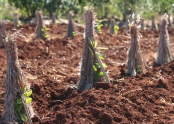 Yerba: el juez se apartó y la resolución 170 se resolverá en la Corte
