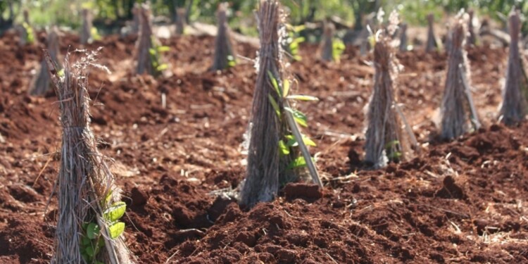 “Buscábamos que esto vaya a la Corte con un juez imparcial”, resaltó el síndico del Instituto Nacional de la Yerba Mate.