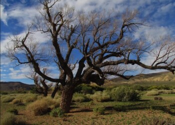 Especialistas trabajan en el rescate genético del sauce nativo