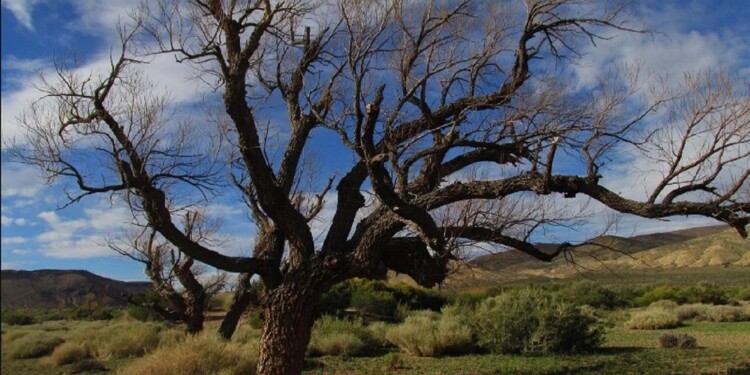 CARACTERÍSTICAS. Destacaron que el sauce nativo es de excelente calidad de madera y forma de fuste.
