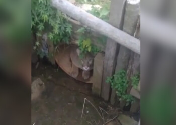 Sorpresa en Corrientes: un puma apareció en un desagüe