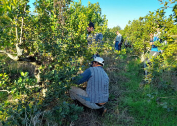 Ensayo técnico para rejuvenecer viejos yerbales en Guaraní