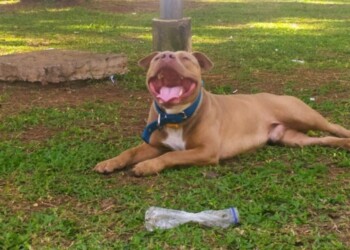 Viajeros buscan a su perro Kirrey