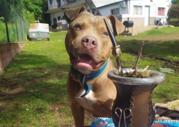 Viajeros buscan a su perro Kirrey