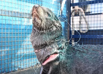 Preocupa el aumento de casos de lobos marinos afectados por redes de pesca y zunchos plásticos