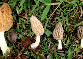 Presentaron primer registro oficial del hongo Morchella en Misiones