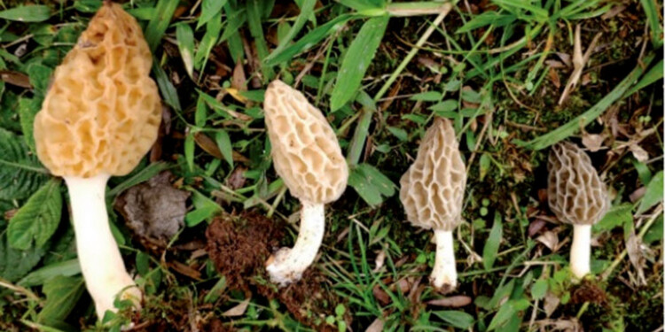 HALLAZGO. El hongo es de color beige, se lo conoce como colmenilla por sus zurcos, posee un pie blanco y hueco, y crece en el suelo .