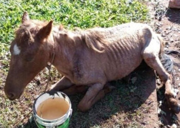 Murió la potranca “Taini”