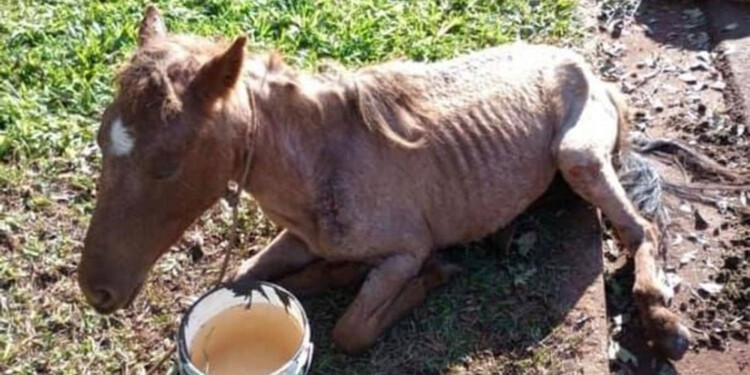 MALTRATADA. El animal sufrió distintos hostigamientos por mucho tiempo.