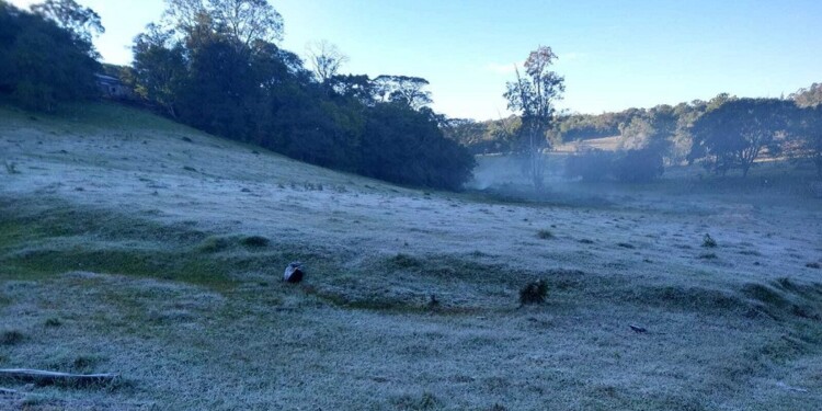 DAÑO. Si no se realiza un trabajo controlado y eficiente del suelo durante las heladas, el desastre puede provocar enormes pérdidas para los colonos.