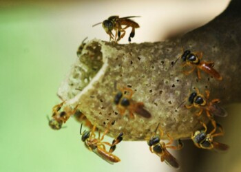 Cuidado y preservación de las abejas nativas